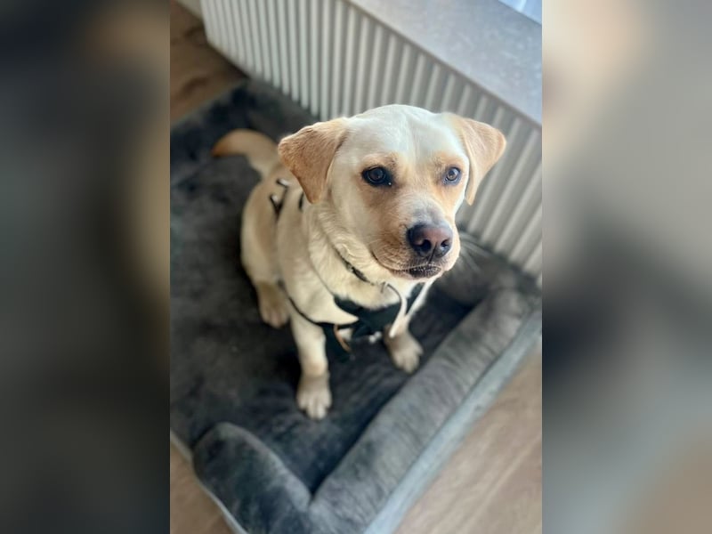 Sanfter Labrador Retriever, 3J., gepflegt, stubenrein, kastriert