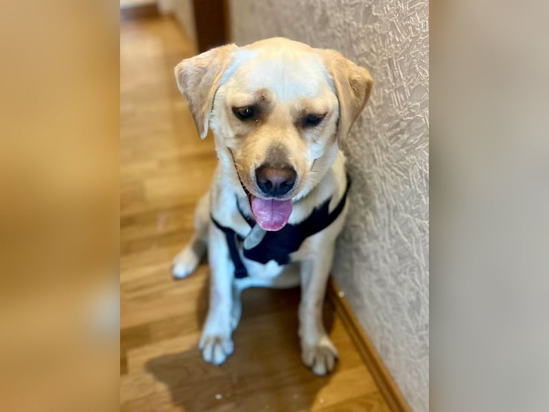 Sanfter Labrador Retriever, 3J., gepflegt, stubenrein, kastriert