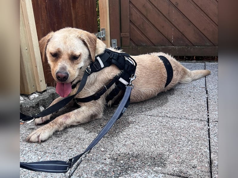 Sanfter Labrador Retriever, 3J., gepflegt, stubenrein, kastriert