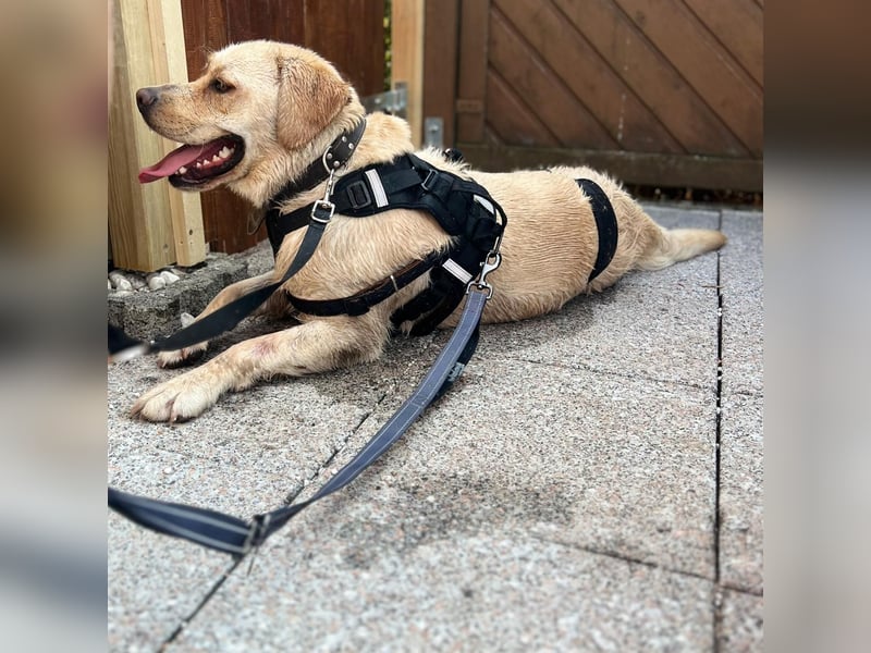 Sanfter Labrador Retriever, 3J., gepflegt, stubenrein, kastriert