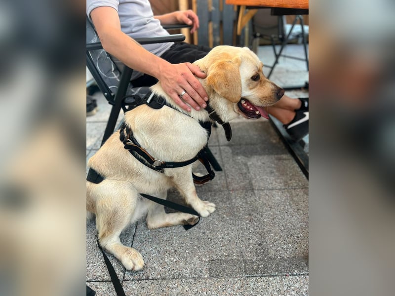 Sanfter Labrador Retriever, 3J., gepflegt, stubenrein, kastriert