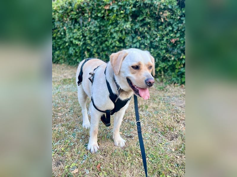 Sanfter Labrador Retriever, 3J., gepflegt, stubenrein, kastriert