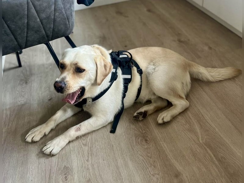 Sanfter Labrador Retriever, 3J., gepflegt, stubenrein, kastriert