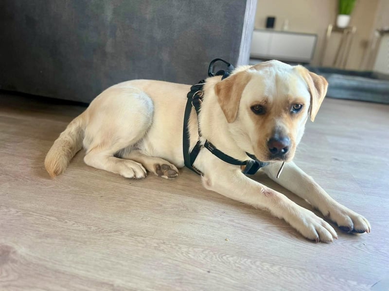 Sanfter Labrador Retriever, 3J., gepflegt, stubenrein, kastriert