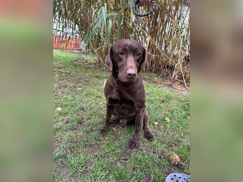 Borisz, geboren 22.11.2023, 57cm sucht seinem Herzensmenschen