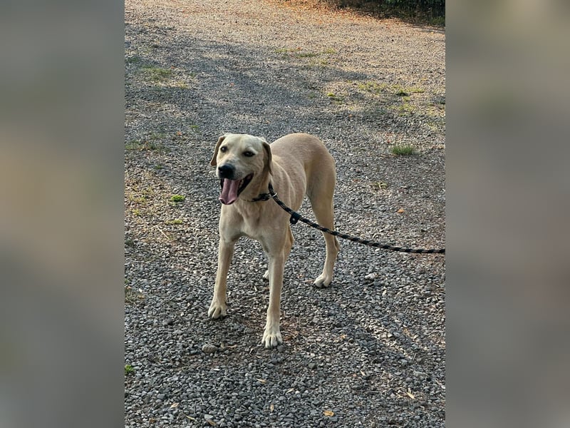 Max, geb. 06.2024, 55cm sucht sein Zuhause
