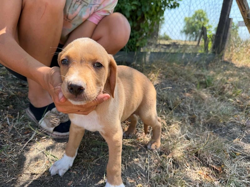 Scooby, geboren 14.05.2026, 27cm sucht sein Glück