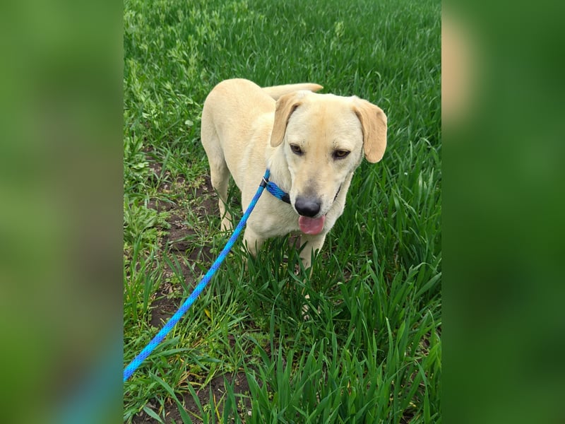 Max, geboren 08.06.2024, 55cm sucht sein Zuhause