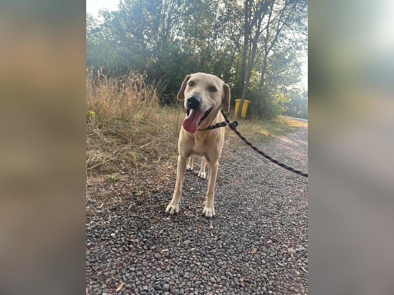 Max, geboren 08.06.2024, 55cm sucht sein Zuhause