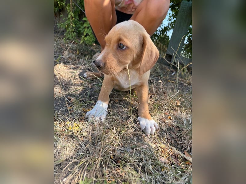 Scooby, geboren 14.05.2026, 27cm sucht sein Glück