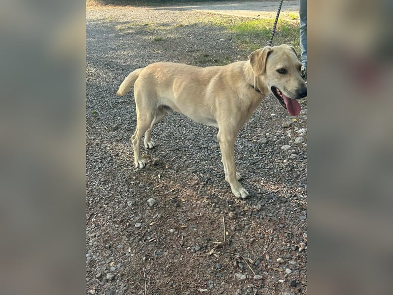 Max, geboren 08.06.2024, 55cm sucht sein Zuhause