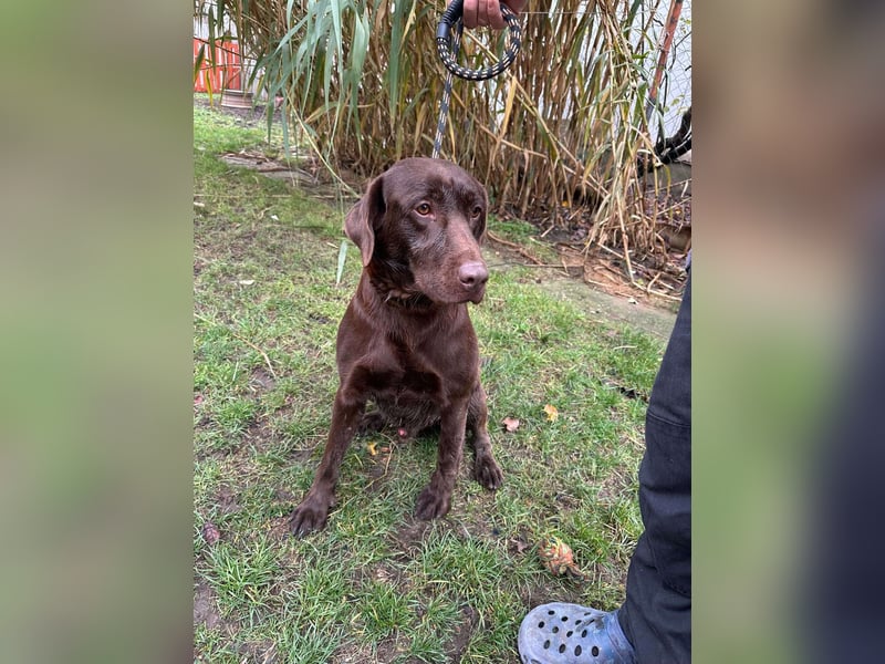 Borisz, geboren 22.11.2023, 57cm sucht seinem Herzensmenschen