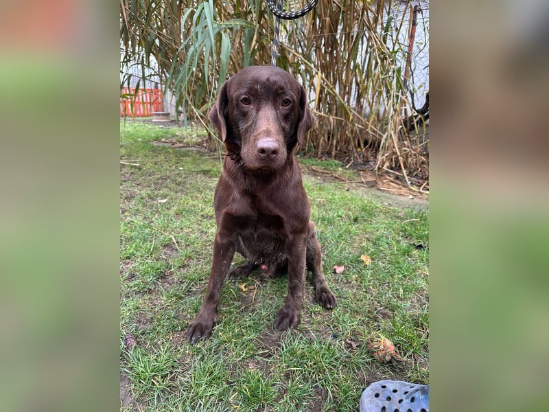 Borisz, geboren 22.11.2023, 57cm sucht seinem Herzensmenschen