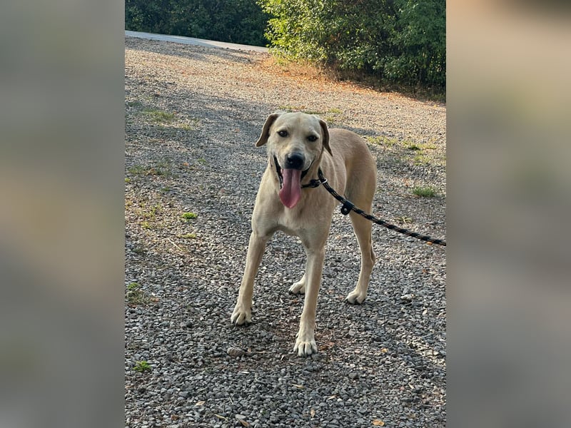 Max, geboren 08.06.2024, 55cm sucht sein Zuhause