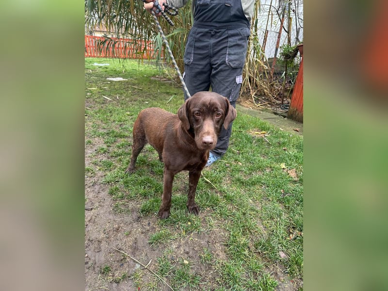 Borisz, geboren 22.11.2023, 57cm sucht seinem Herzensmenschen