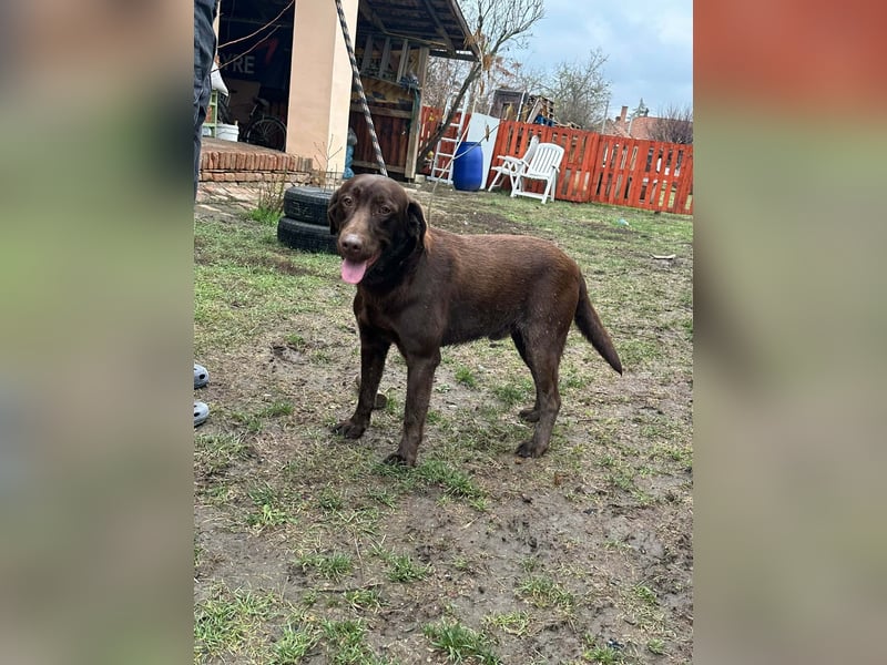 Borisz, geboren 22.11.2023, 57cm sucht seinem Herzensmenschen