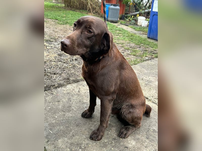 Borisz, geboren 22.11.2023, 57cm sucht seinem Herzensmenschen