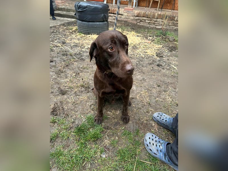 Borisz, geboren 22.11.2023, 57cm sucht seinem Herzensmenschen