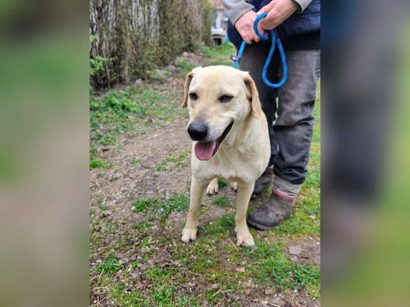 Max, geboren 08.06.2024, 55cm sucht sein Zuhause