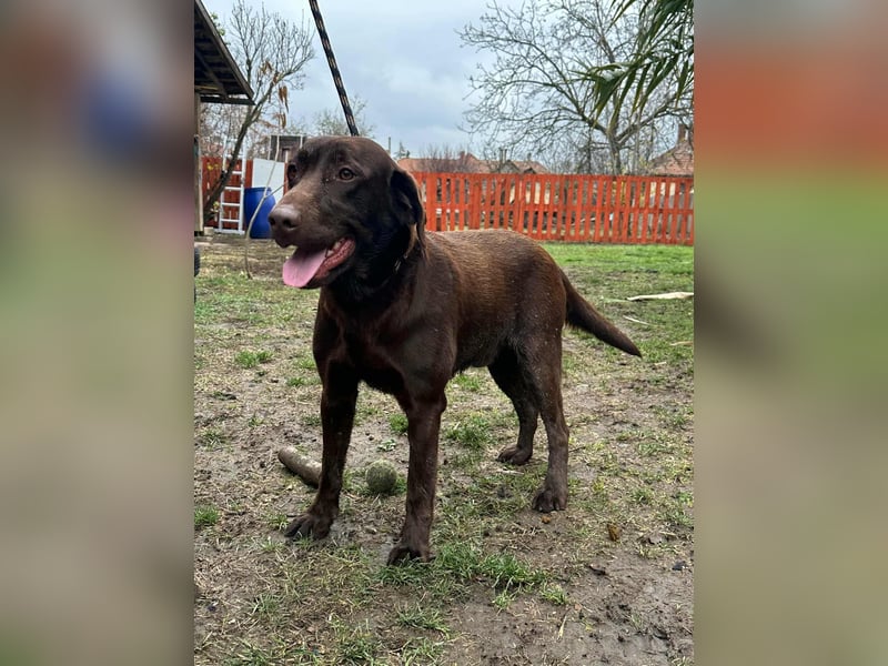 Borisz, geboren 22.11.2023, 57cm sucht seinem Herzensmenschen