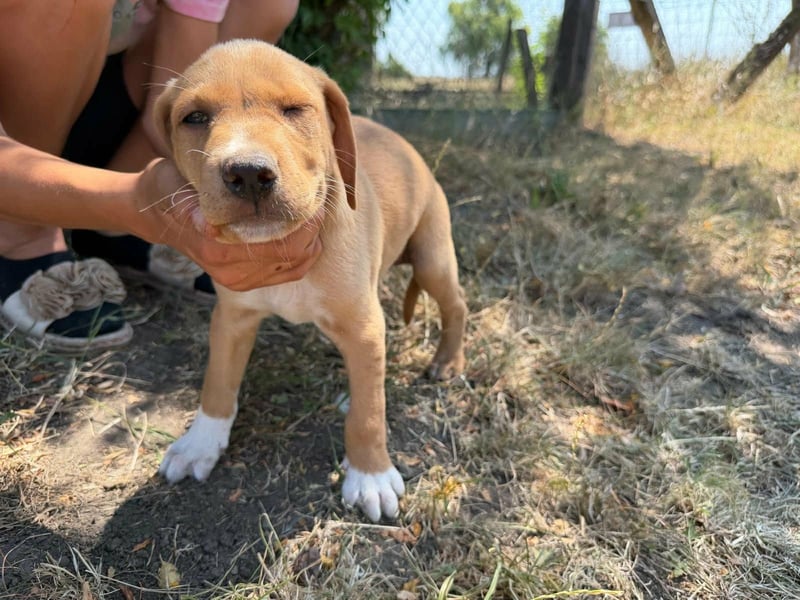 Scooby, geboren 14.05.2026, 27cm sucht sein Glück