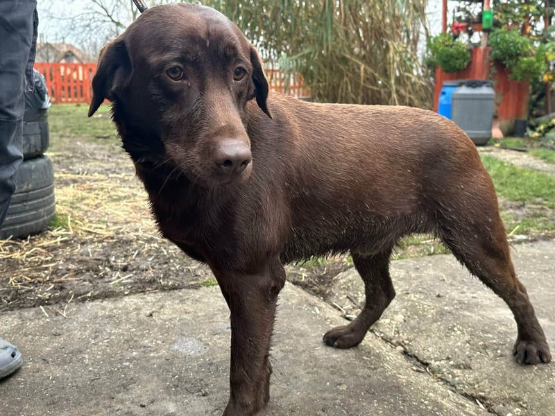 Borisz, geboren 22.11.2023, 57cm sucht seinem Herzensmenschen