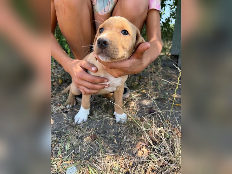 Scooby, geboren 14.05.2026, 27cm sucht sein Glück