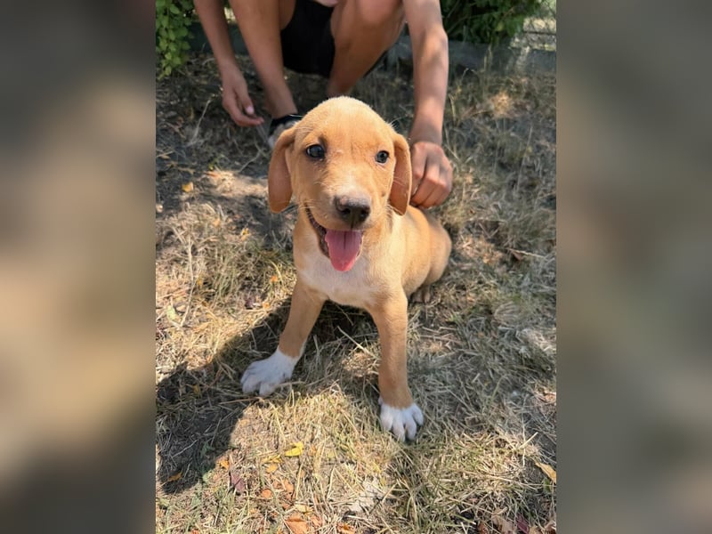 Scooby, geboren 14.05.2026, 27cm sucht sein Glück