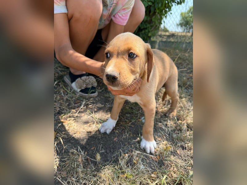 Scooby, geboren 14.05.2026, 27cm sucht sein Glück
