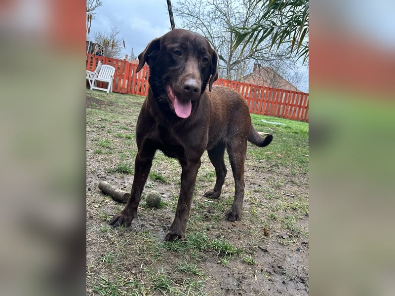 Borisz, geboren 22.11.2023, 57cm sucht seinem Herzensmenschen