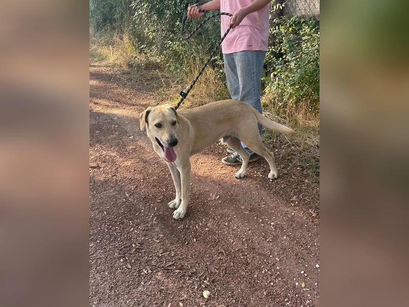 Max, geboren 08.06.2024, 55cm sucht sein Zuhause