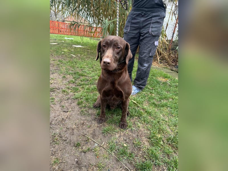 Borisz, geboren 22.11.2023, 57cm sucht seinem Herzensmenschen