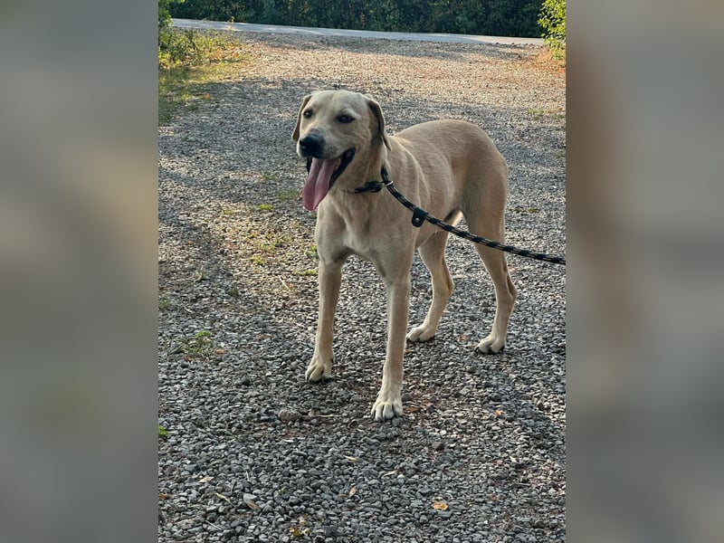 Max, geboren 08.06.2024, 55cm sucht sein Zuhause