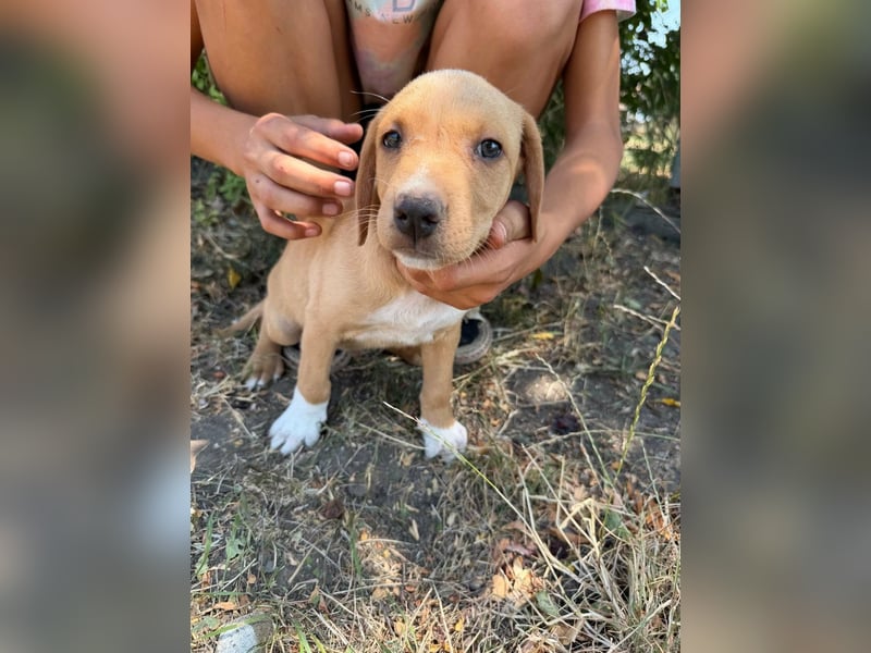 Scooby, geboren 14.05.2026, 27cm sucht sein Glück