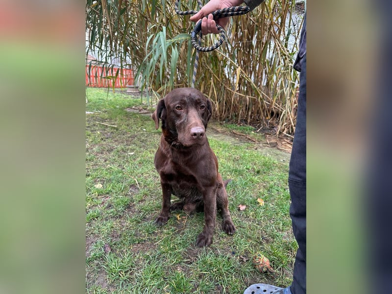 Borisz, geboren 22.11.2023, 57cm sucht seinem Herzensmenschen