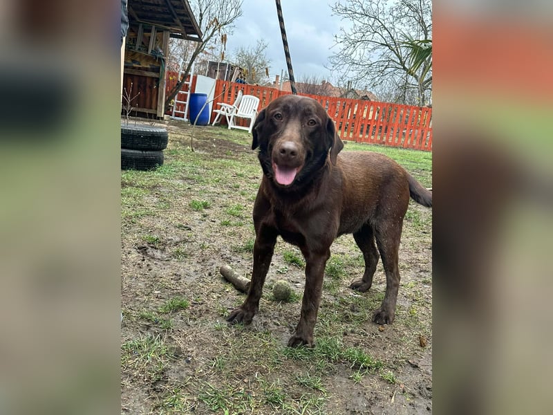 Borisz, geboren 22.11.2023, 57cm sucht seinem Herzensmenschen