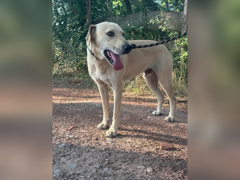 Max, geboren 08.06.2024, 55cm sucht sein Zuhause