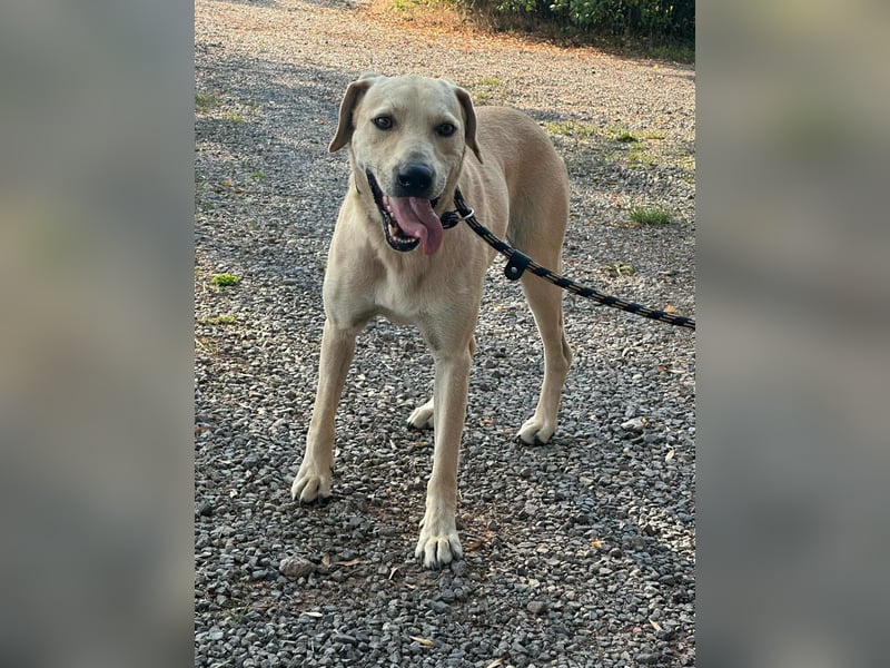 Max, geboren 08.06.2024, 55cm sucht sein Zuhause