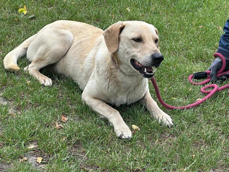 Max, geboren 08.06.2024, 55cm sucht sein Zuhause