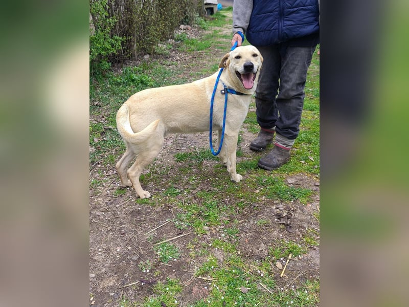 Max, geboren 08.06.2024, 55cm sucht sein Zuhause