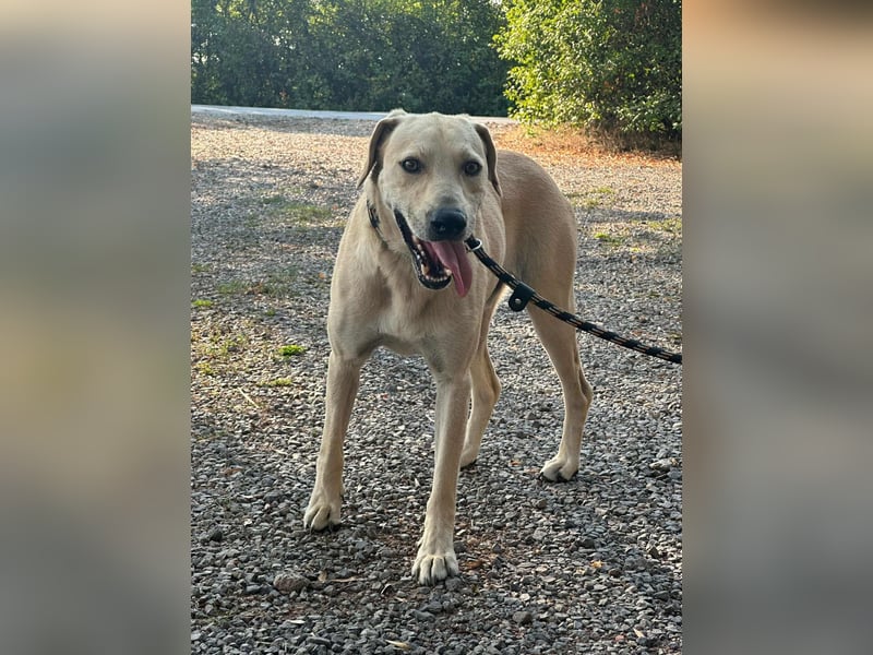 Max, geboren 08.06.2024, 55cm sucht sein Zuhause