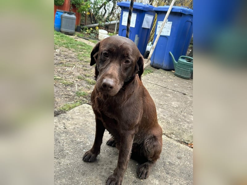 Borisz, geboren 22.11.2023, 57cm sucht seinem Herzensmenschen