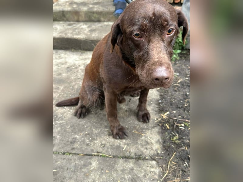 Borisz, geboren 22.11.2023, 57cm sucht seinem Herzensmenschen