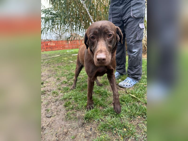 Borisz, geboren 22.11.2023, 57cm sucht seinem Herzensmenschen