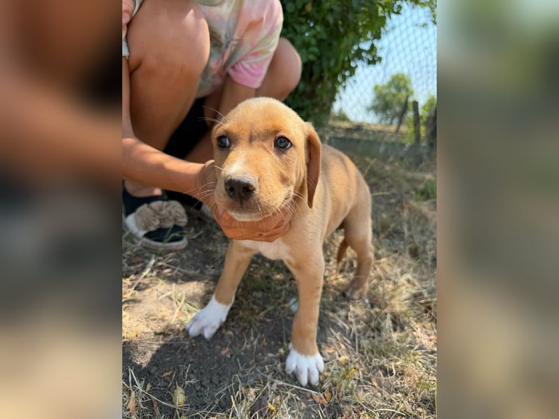 Scooby, geboren 14.05.2026, 27cm sucht sein Glück