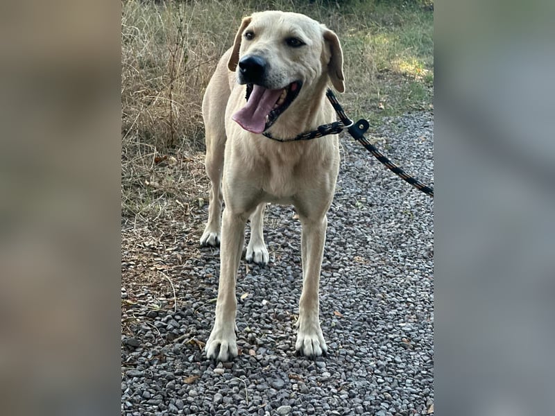 Max, geboren 08.06.2024, 55cm sucht sein Zuhause