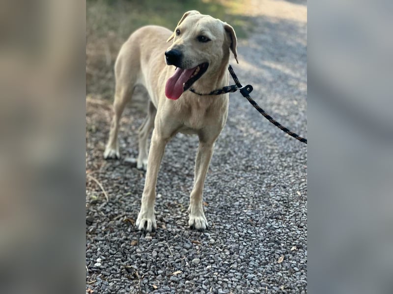 Max, geboren 08.06.2024, 55cm sucht sein Zuhause