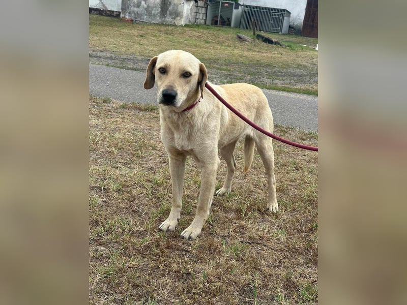 Max, geboren 08.06.2024, 55cm sucht sein Zuhause