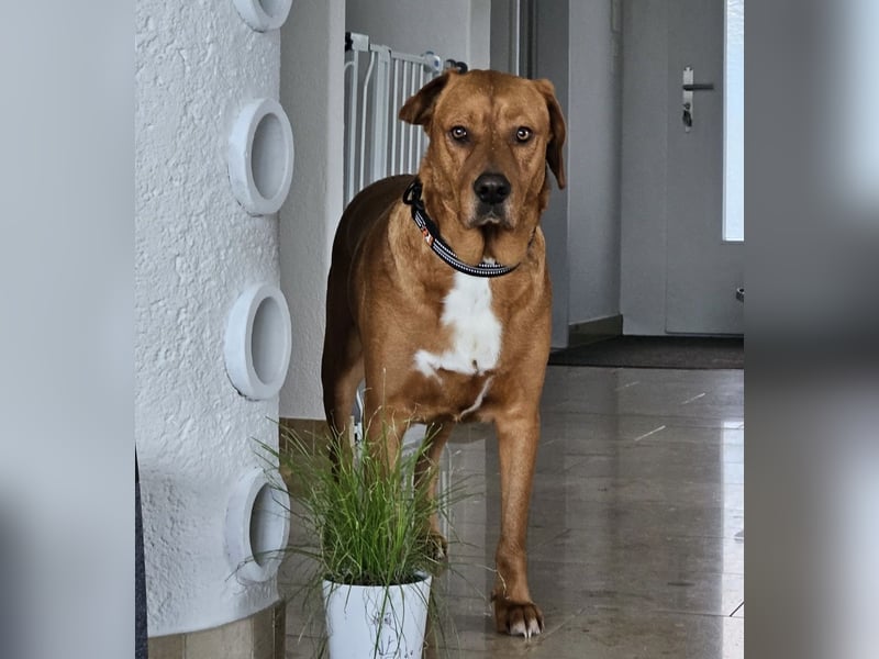 Medo das tollste Wesen auf dem Planeten