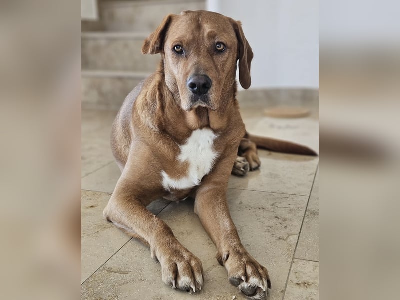 Medo das tollste Wesen auf dem Planeten